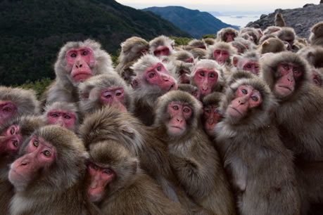 猿の群れ.jpg